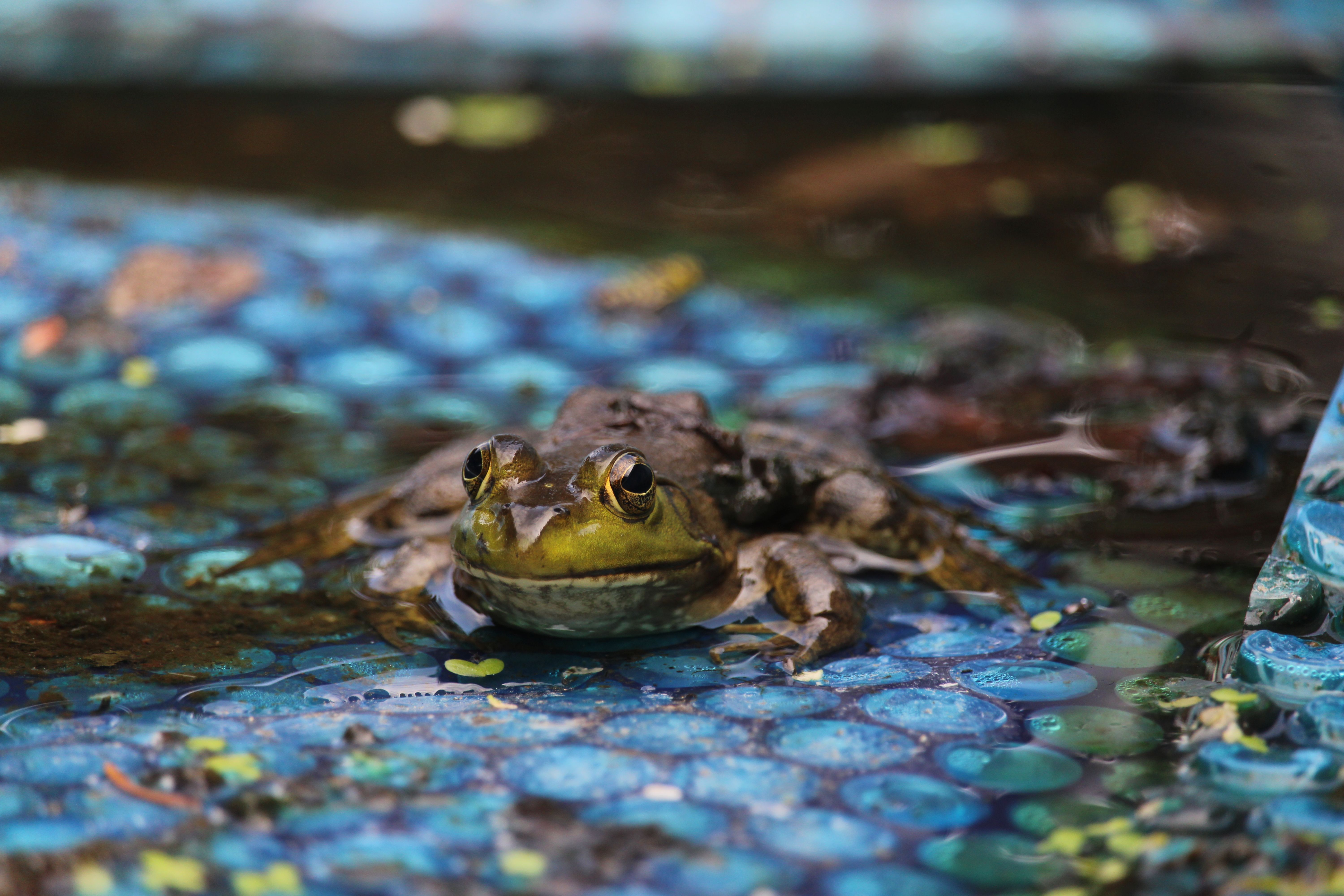 Close-up of American Bullfrog in Pond Habitat · Free Stock Photo