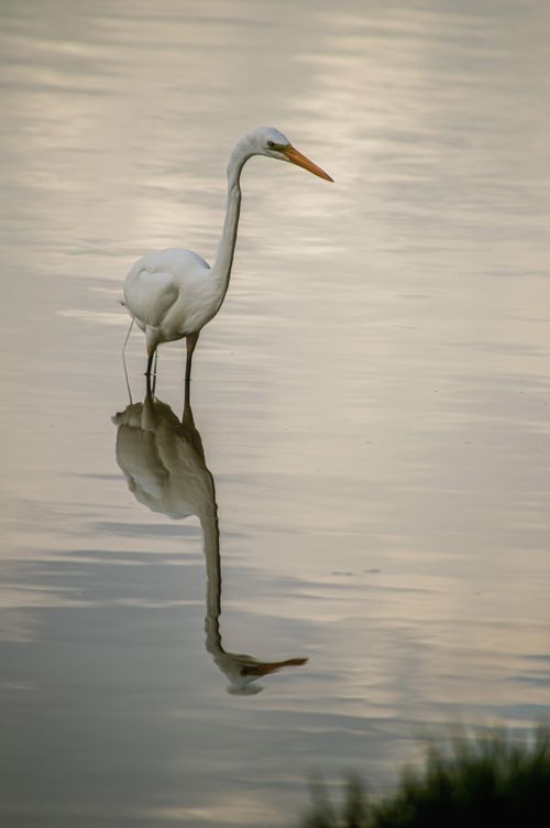 Free Great Egret wading in tranquil waters with a beautiful reflection, capturing the essence of nature's elegance. Stock Photo