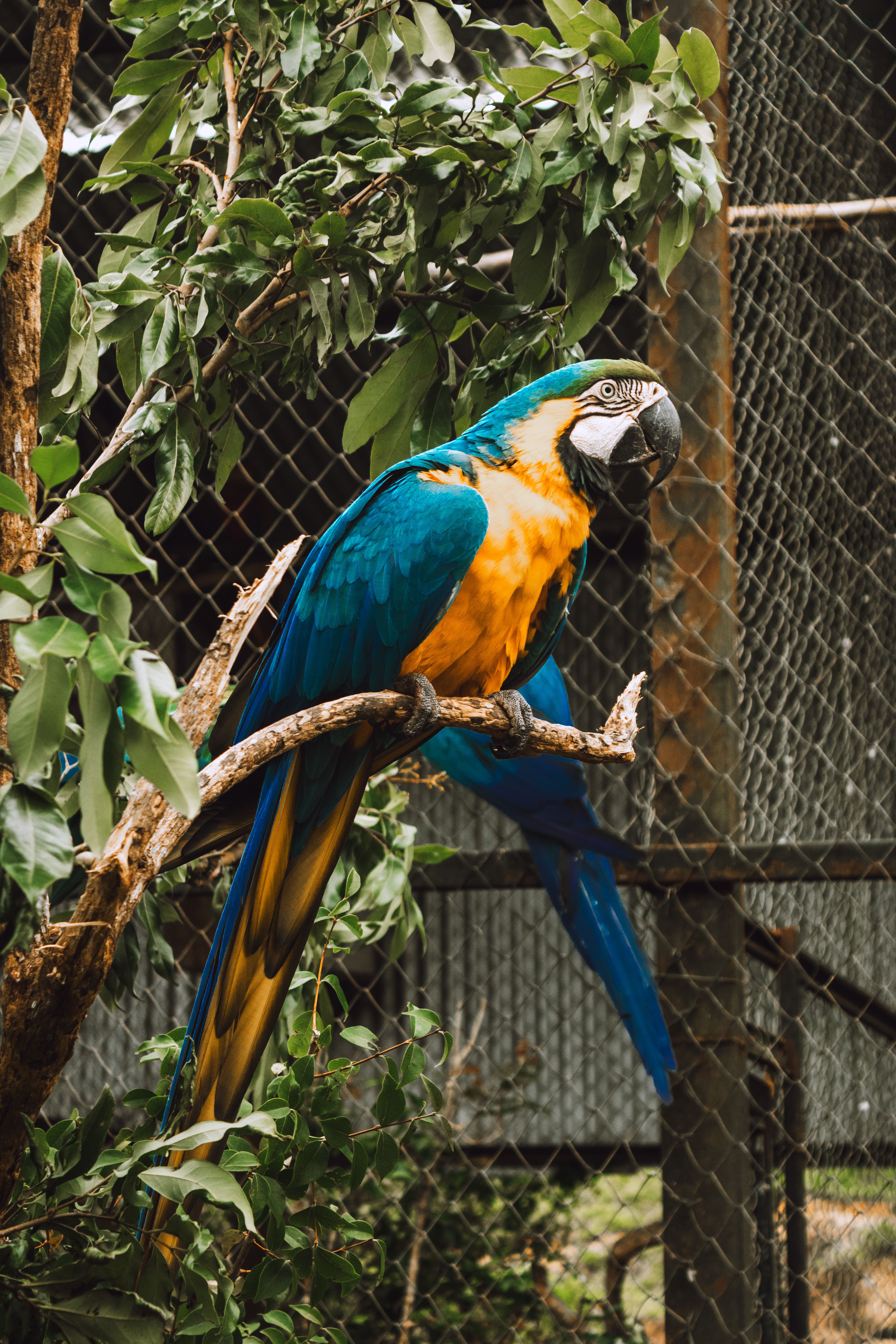 Curated visual reference: Picture Idea: Macaw Bratland Треки Photos Download The Best Free Macaw Bratland