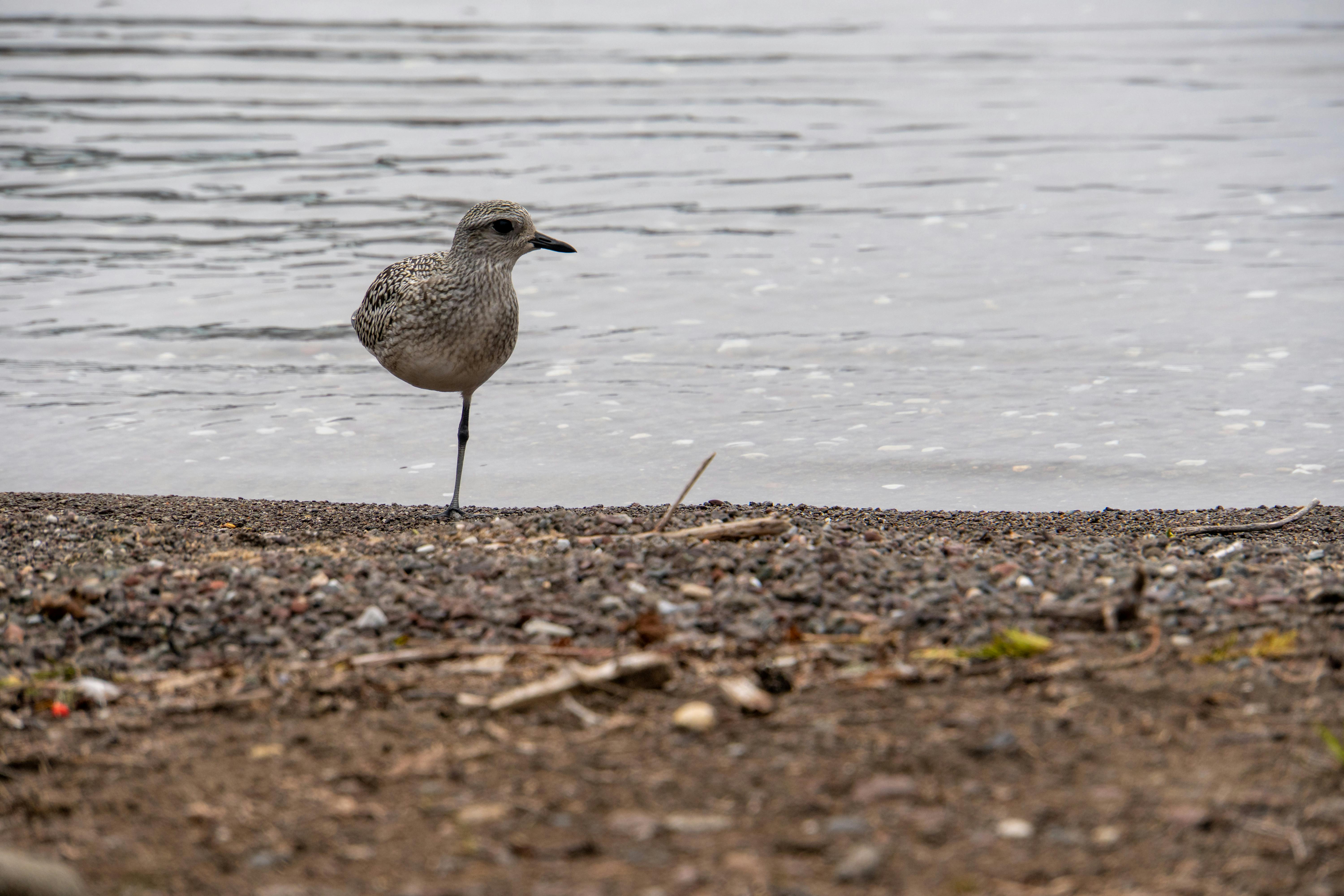 Morne Trois Pitons National Park, Dominica - travel photo