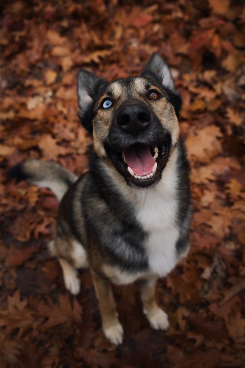 Melez ve Barınak Köpekleri Hakkında Bilmeniz Gerekenler