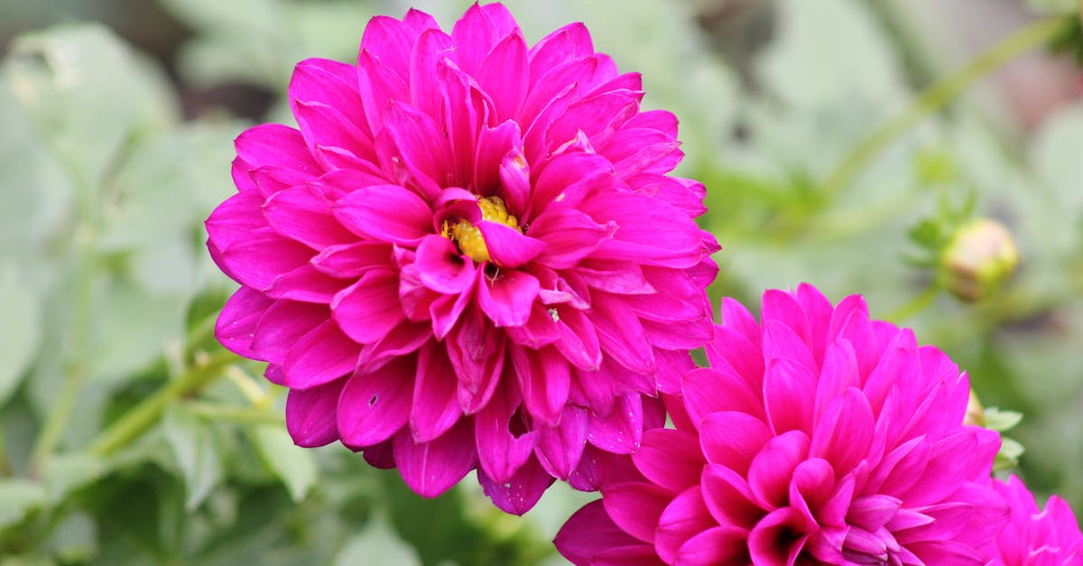 王代表出席2025布達佩斯國際蘭花展開幕 推動台匈文化交流