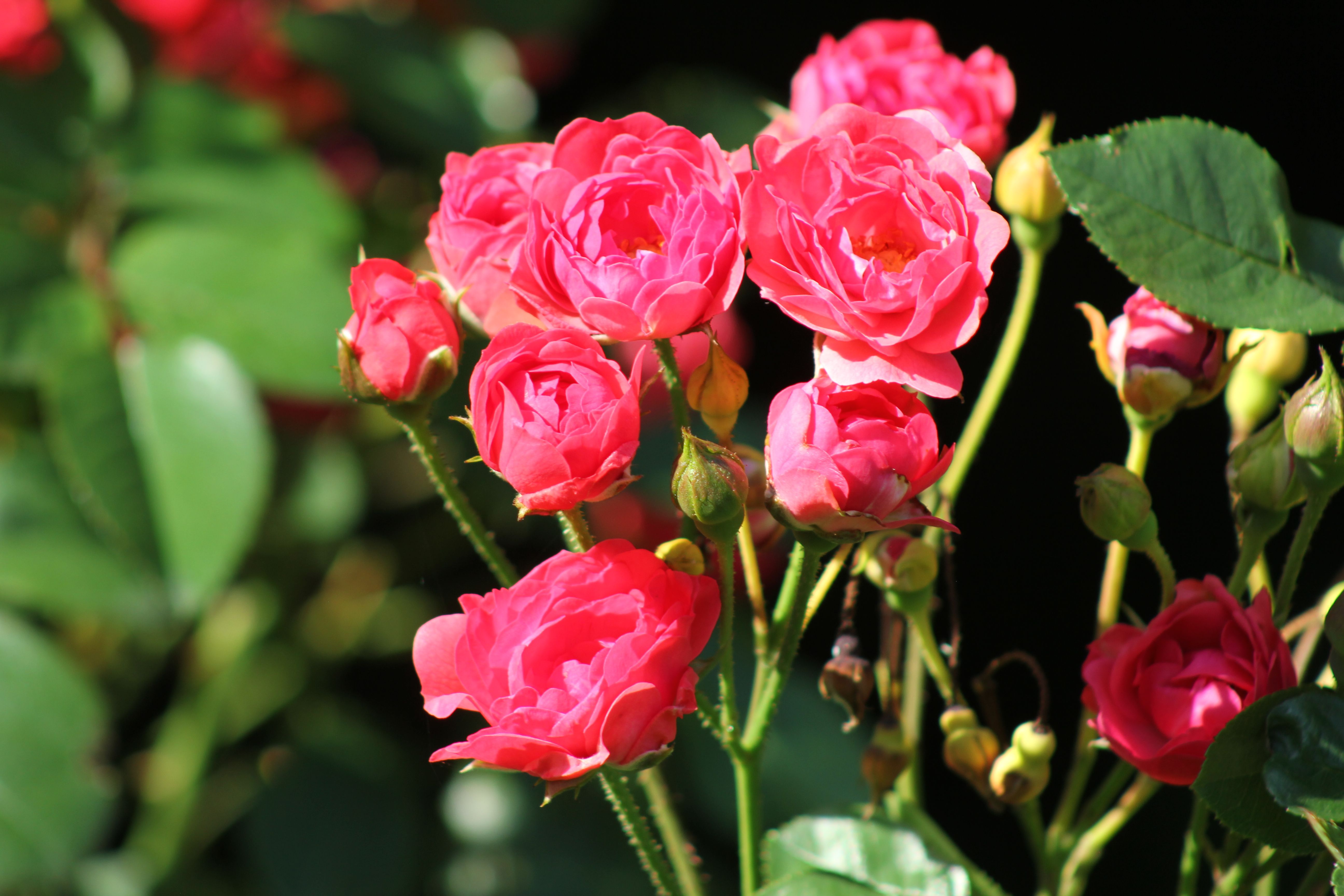 Vibrant Pink Roses Blooming in Toronto Garden · Free Stock Photo