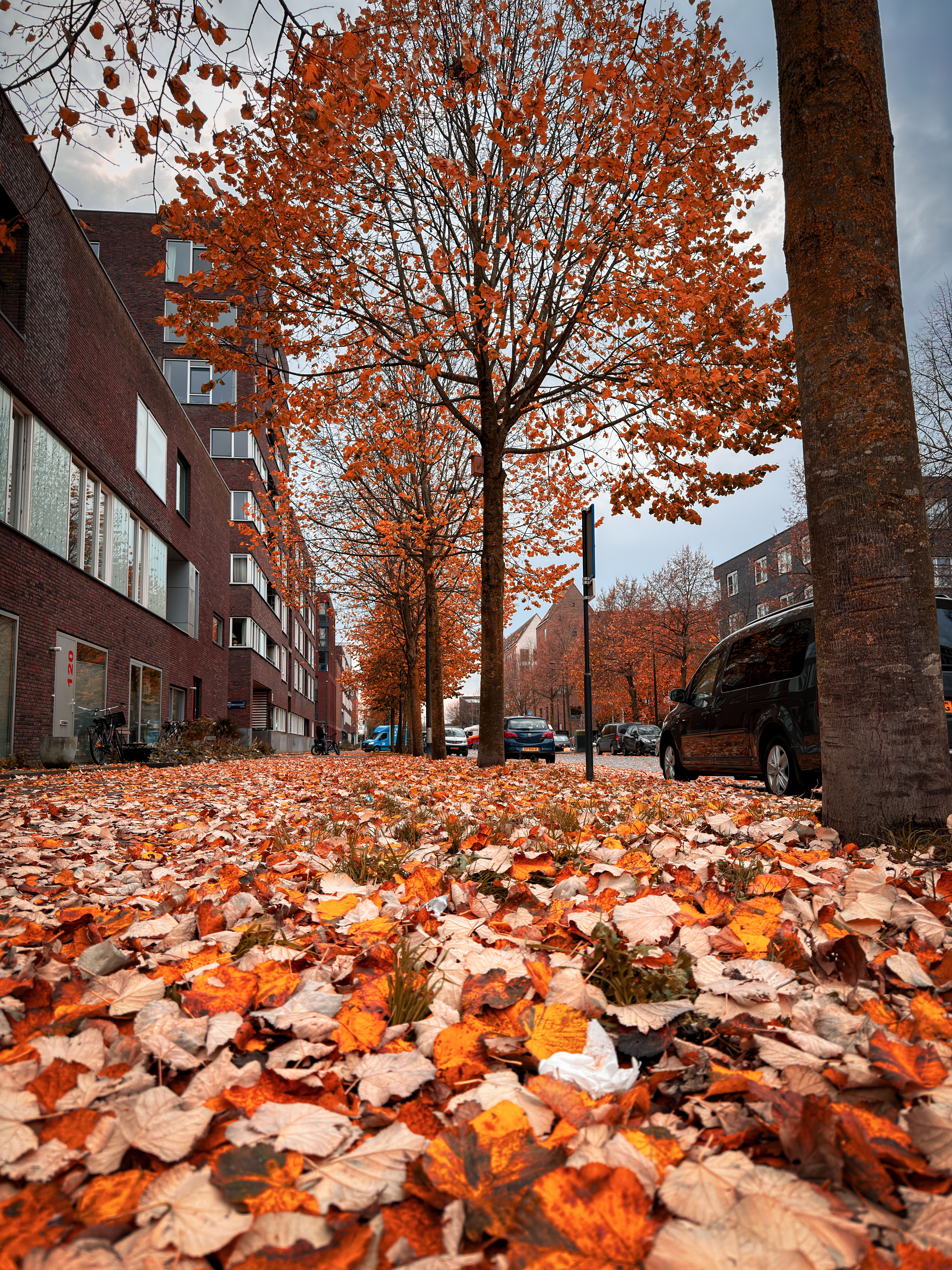 Urban Landscape with Autumn Leaves and Trees · Free Stock Photo