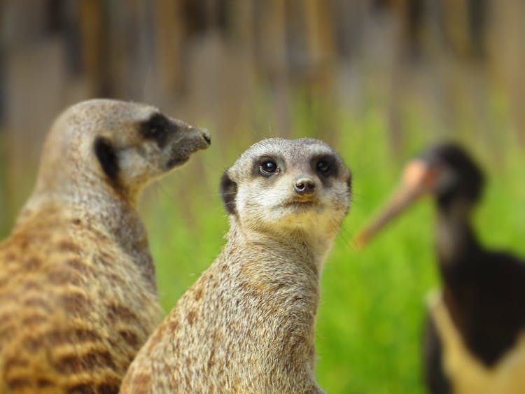 Wildlife Photography Of Meerkat