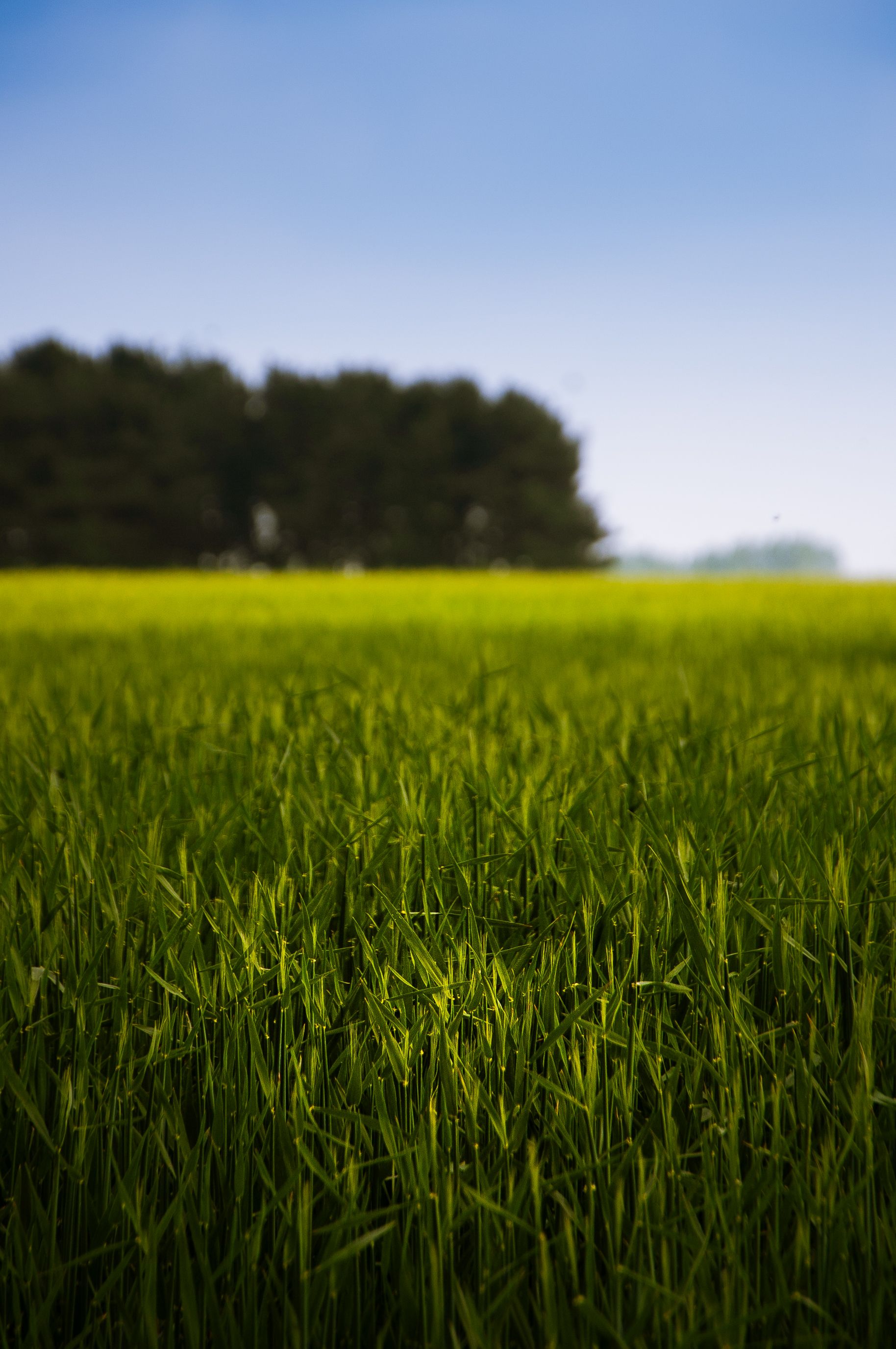 Lush Green Field Under Clear Blue Sky · Free Stock Photo