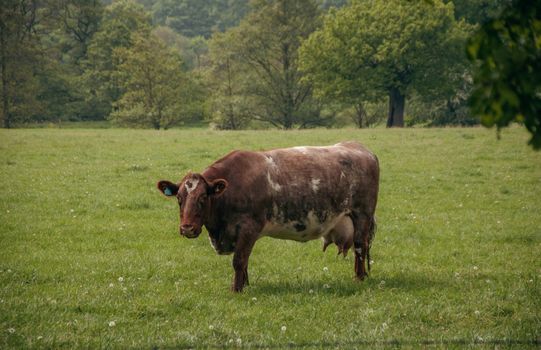 Serene landscape featuring a lone brown cow standing in a vibrant green field.