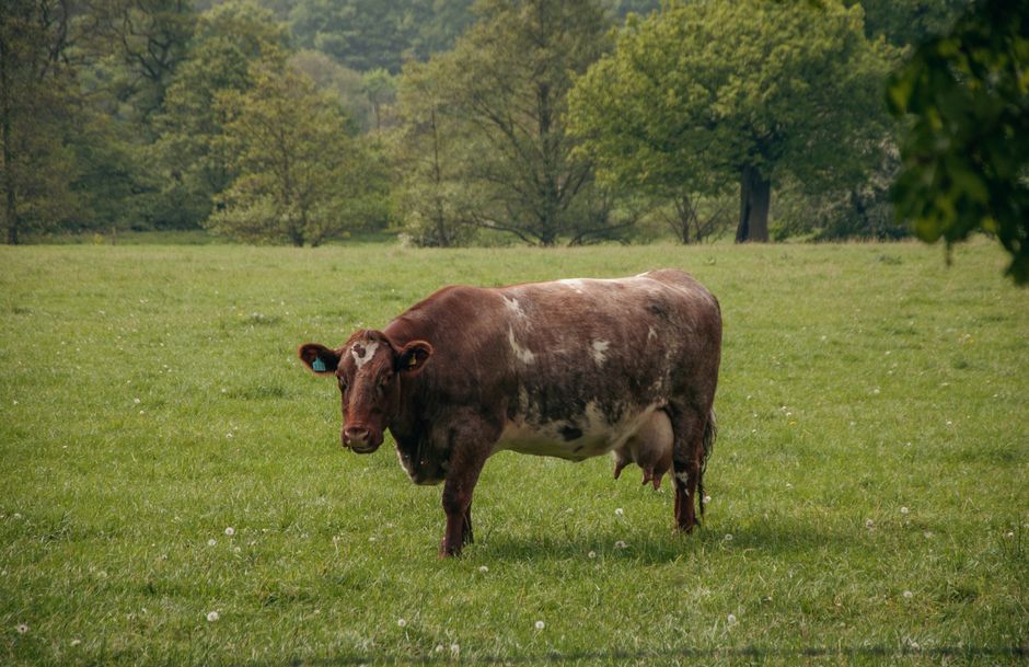 Serene landscape featuring a lone brown cow standing in a vibrant green field.