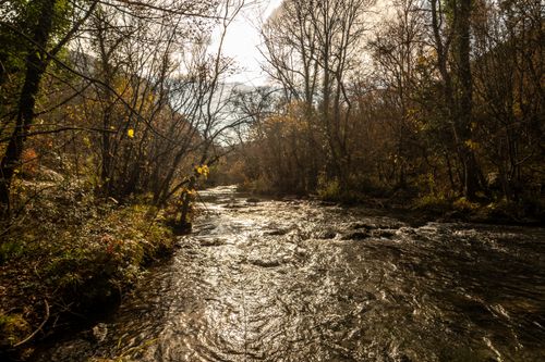 Free Tranquil autumn river scene with golden leaves and sunlit water in a forest setting. Stock Photo