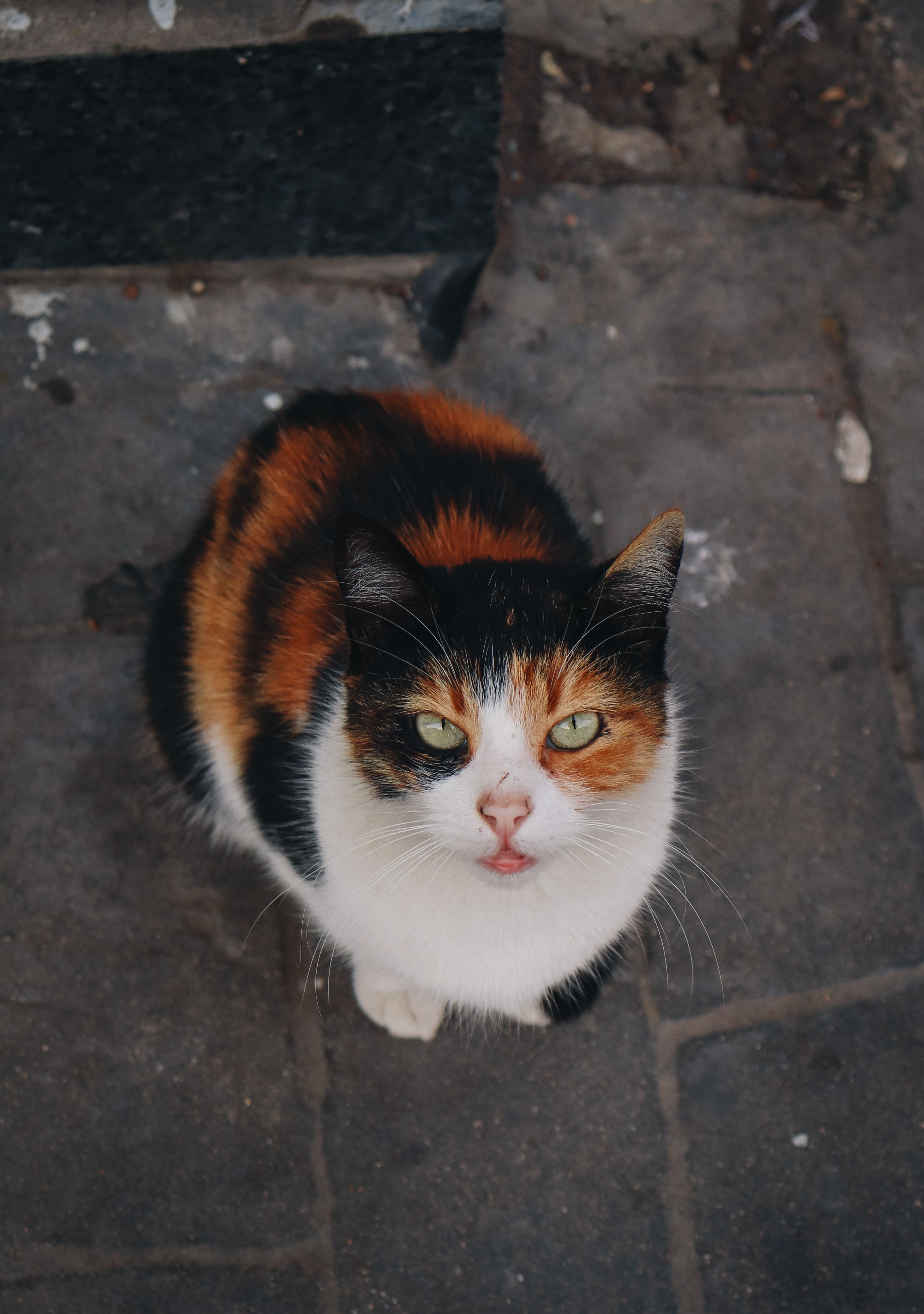 Calico Cat on Stone Pavement in Bursa · Free Stock Photo