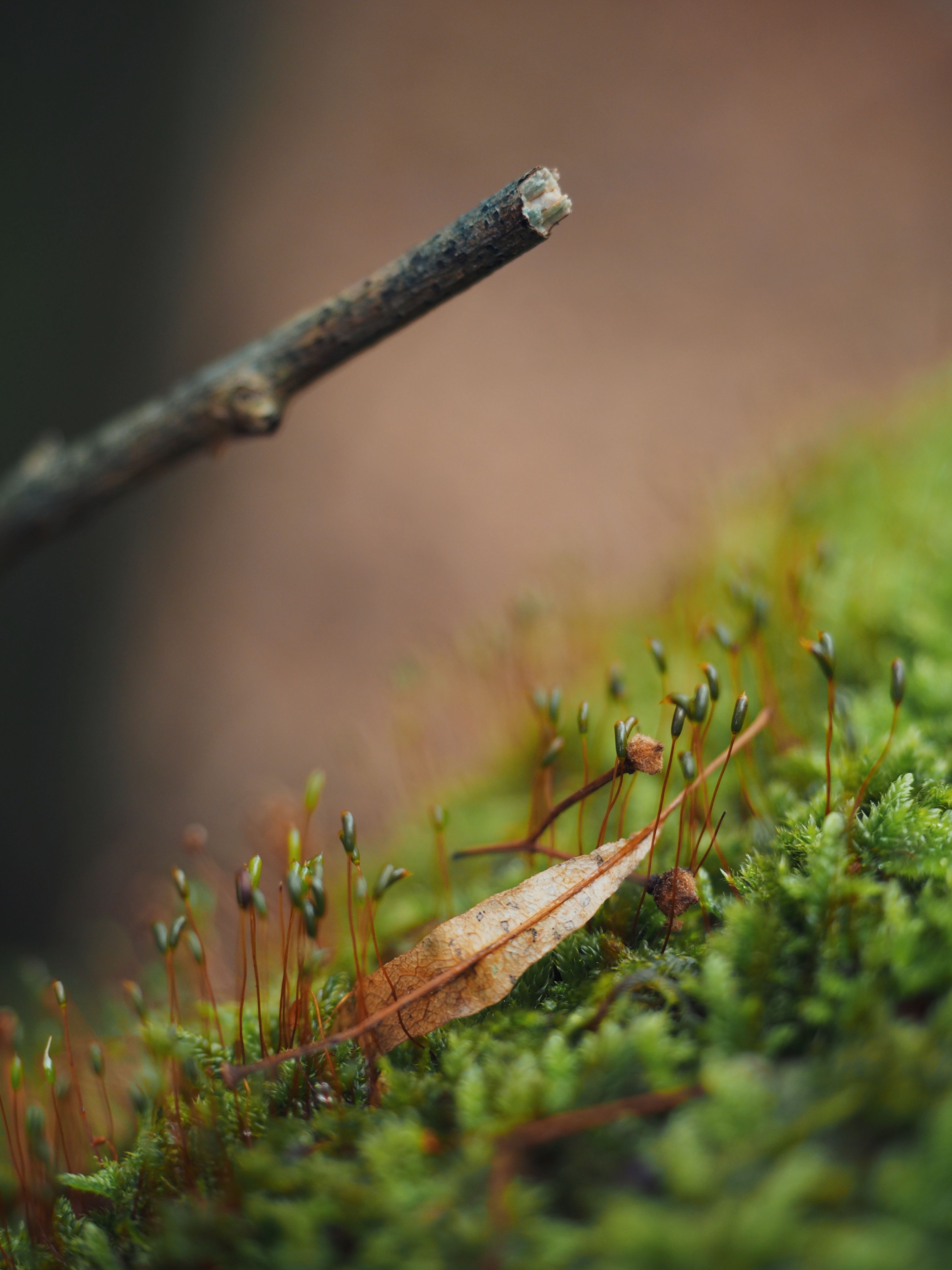 Close-up of Moss and Twig in Karlsruhe Forest · Free Stock Photo