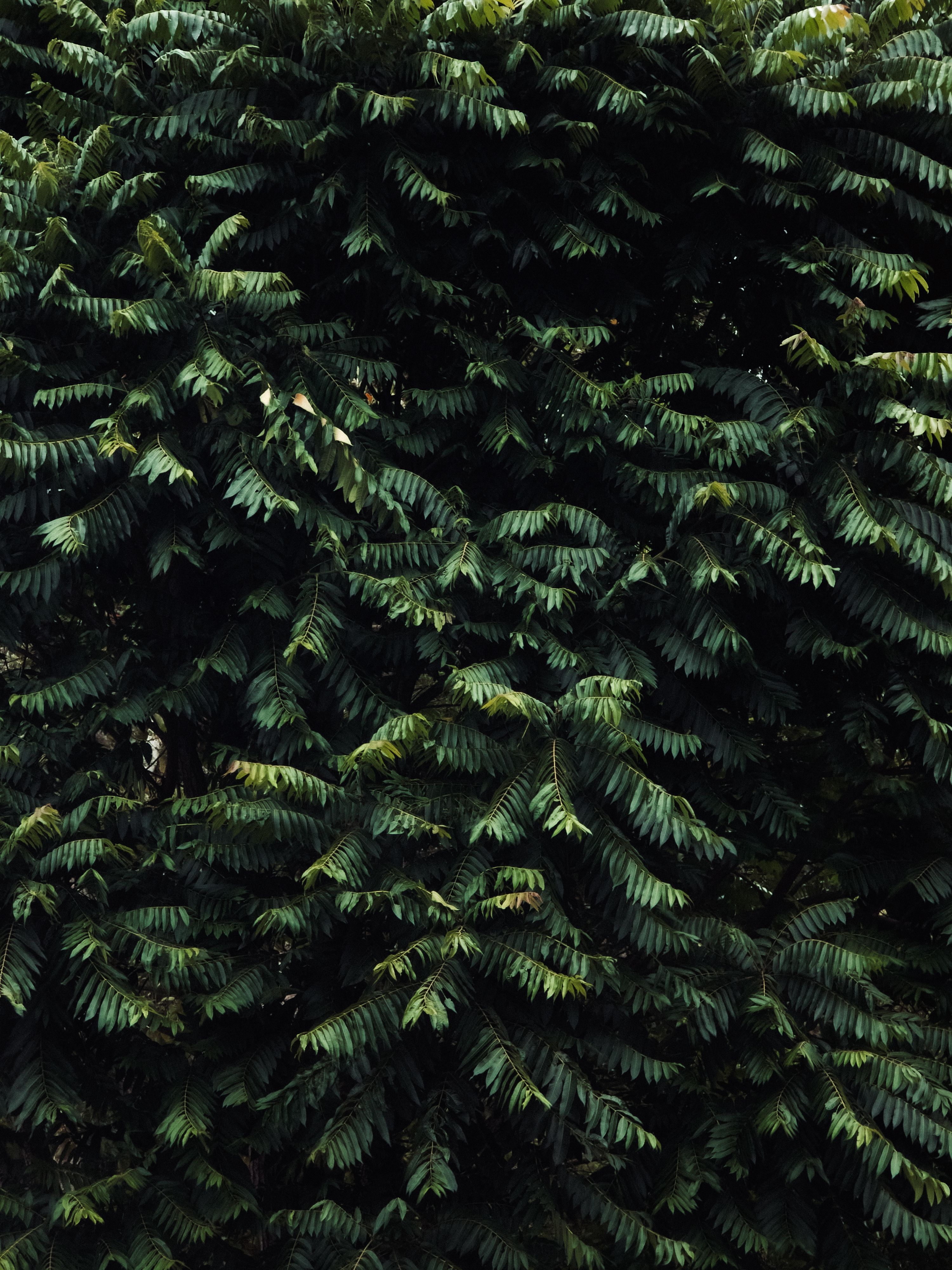 Dense Green Foliage with Natural Texture · Free Stock Photo