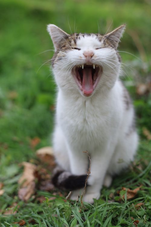 Free A cute cat yawning widely, sitting on vibrant green grass outdoors. Stock Photo