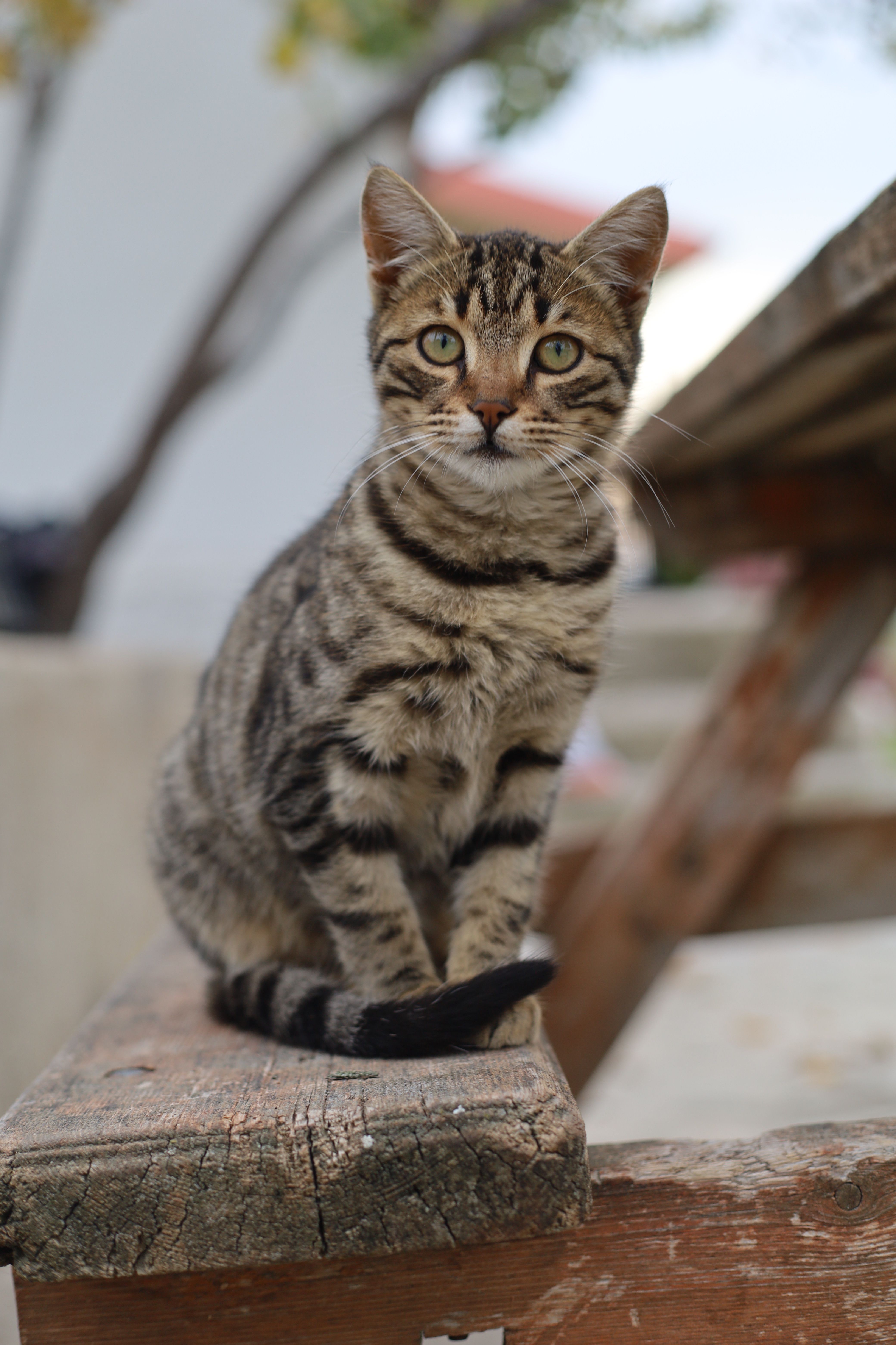 retrato-en-primer-plano-de-un-gato-atigrado-dom-stico-al-aire-libre