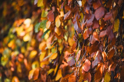 Close-up of colorful autumn leaves in Bielefeld, Germany, capturing the essence of fall.