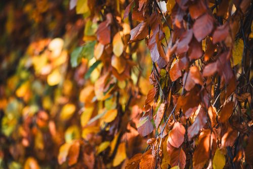 Free Close-up of colorful autumn leaves in Bielefeld, Germany, capturing the essence of fall. Stock Photo
