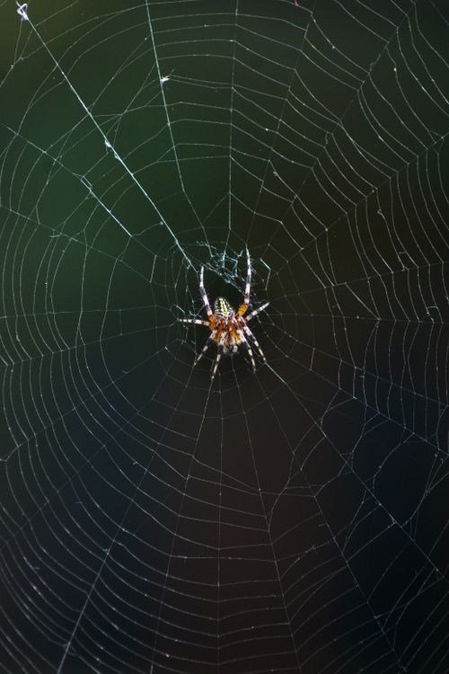 Free A close-up macro image of a spider centered on its dewy web in Tlaxcala, Mexico. Stock Photo