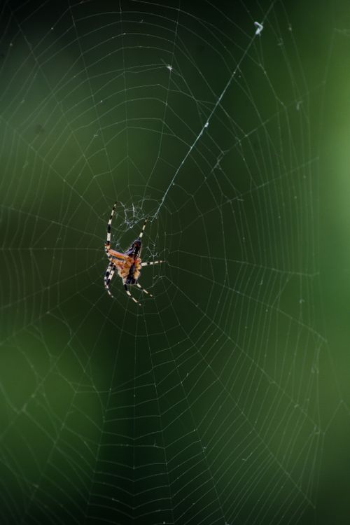 Free Macro shot of a spider on its web with a blurred green background, capturing nature's intricate beauty. Stock Photo