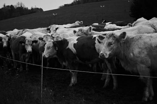 A black and white photo of a herd of cows standing in a serene rural pasture.