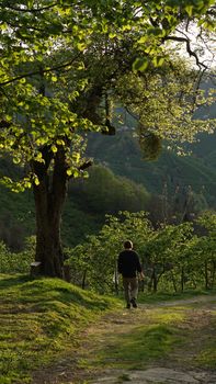 A solitary figure enjoys a peaceful walk in a lush, sunlit forest during the day.