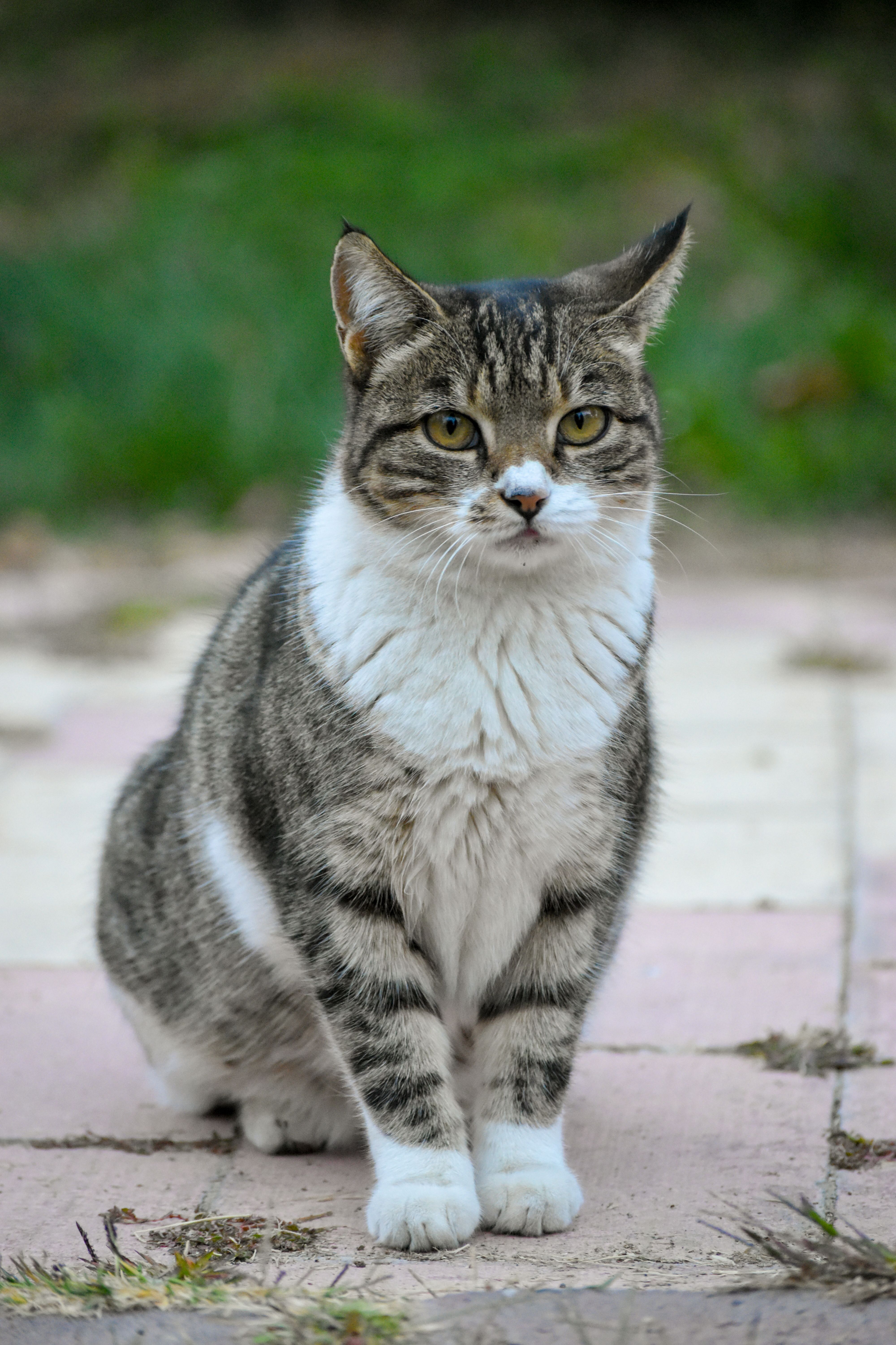American Shorthair