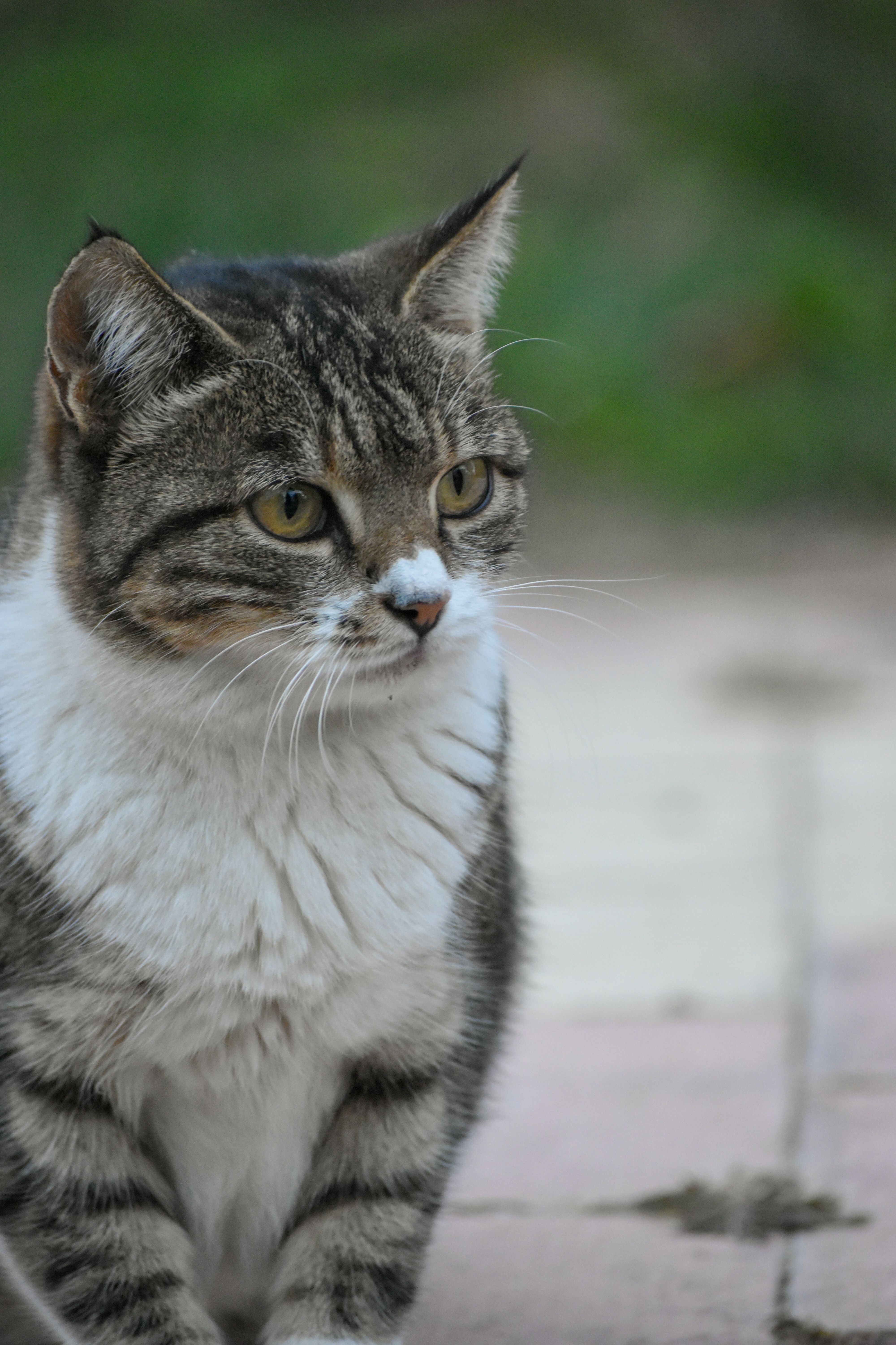 Close-up Portrait of Tabby Cat Outdoors · Free Stock Photo