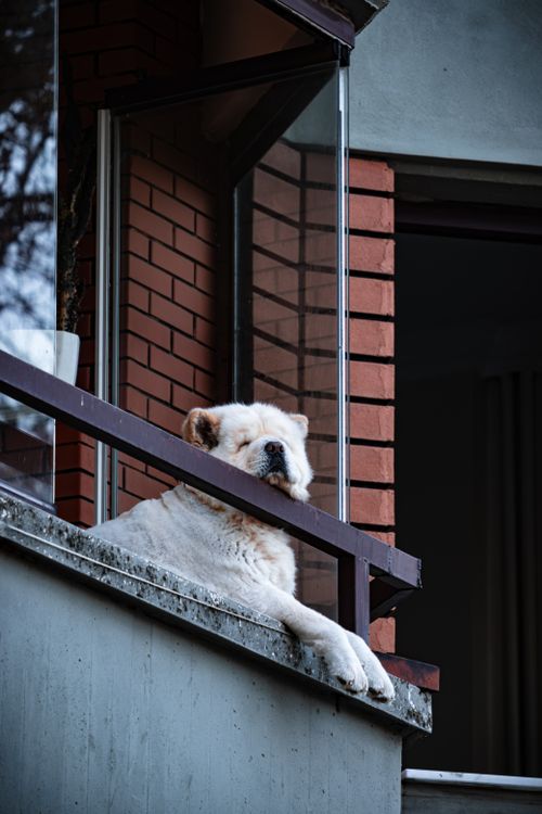 Free Chow Chow dog relaxing on a balcony with open windows, enjoying the view. Stock Photo
