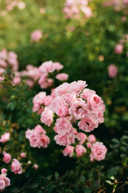 Free A cluster of soft pink roses blooming beautifully in a lush, green garden setting. Stock Photo