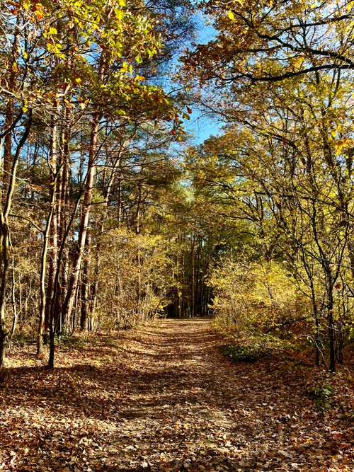Free A serene forest path covered in autumn leaves under bright sunny skies. Stock Photo