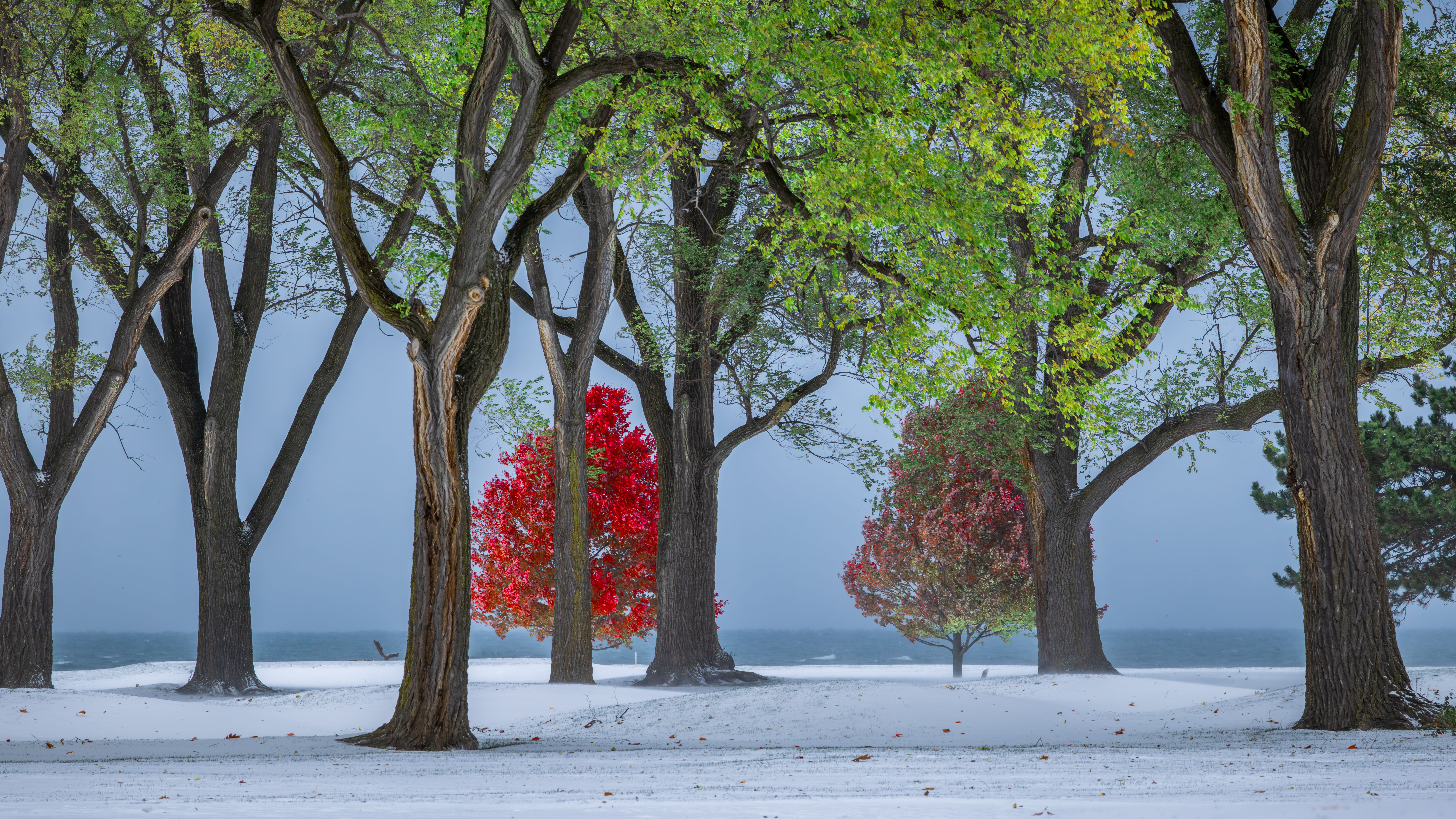 林祐介　KARHU & Picturesque Winter Landscape Scenic Winter Landscape with Vibrant Trees · Free Stock Photo