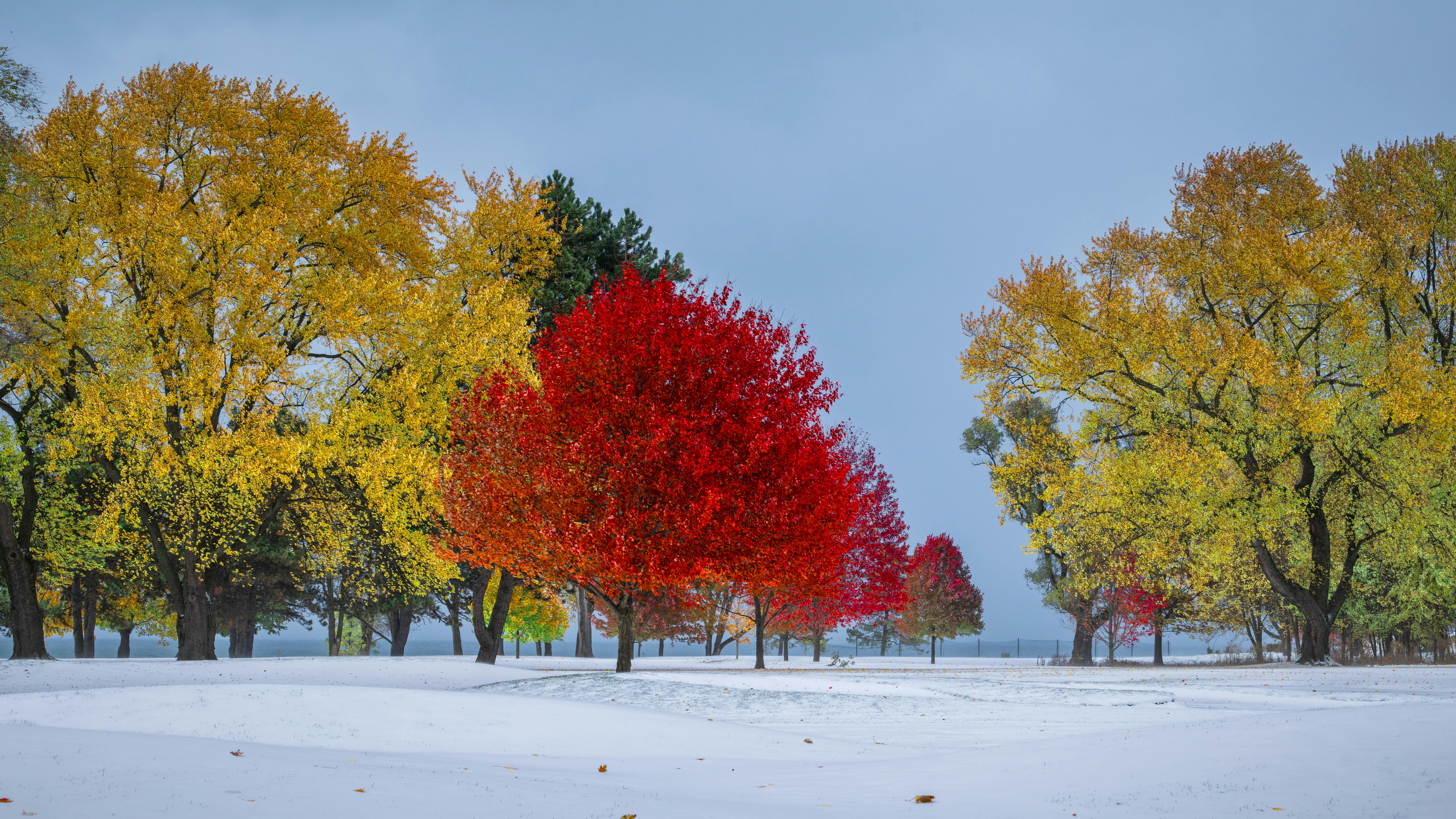 Free stock photo of beautiful winter, fresh snow