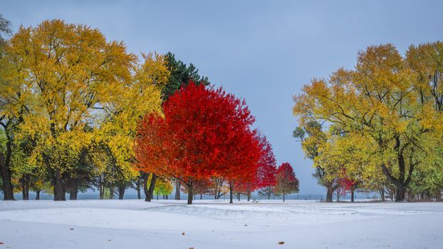 Bright autumn foliage with snow, showcasing vivid seasonal contrast in a serene park setting.