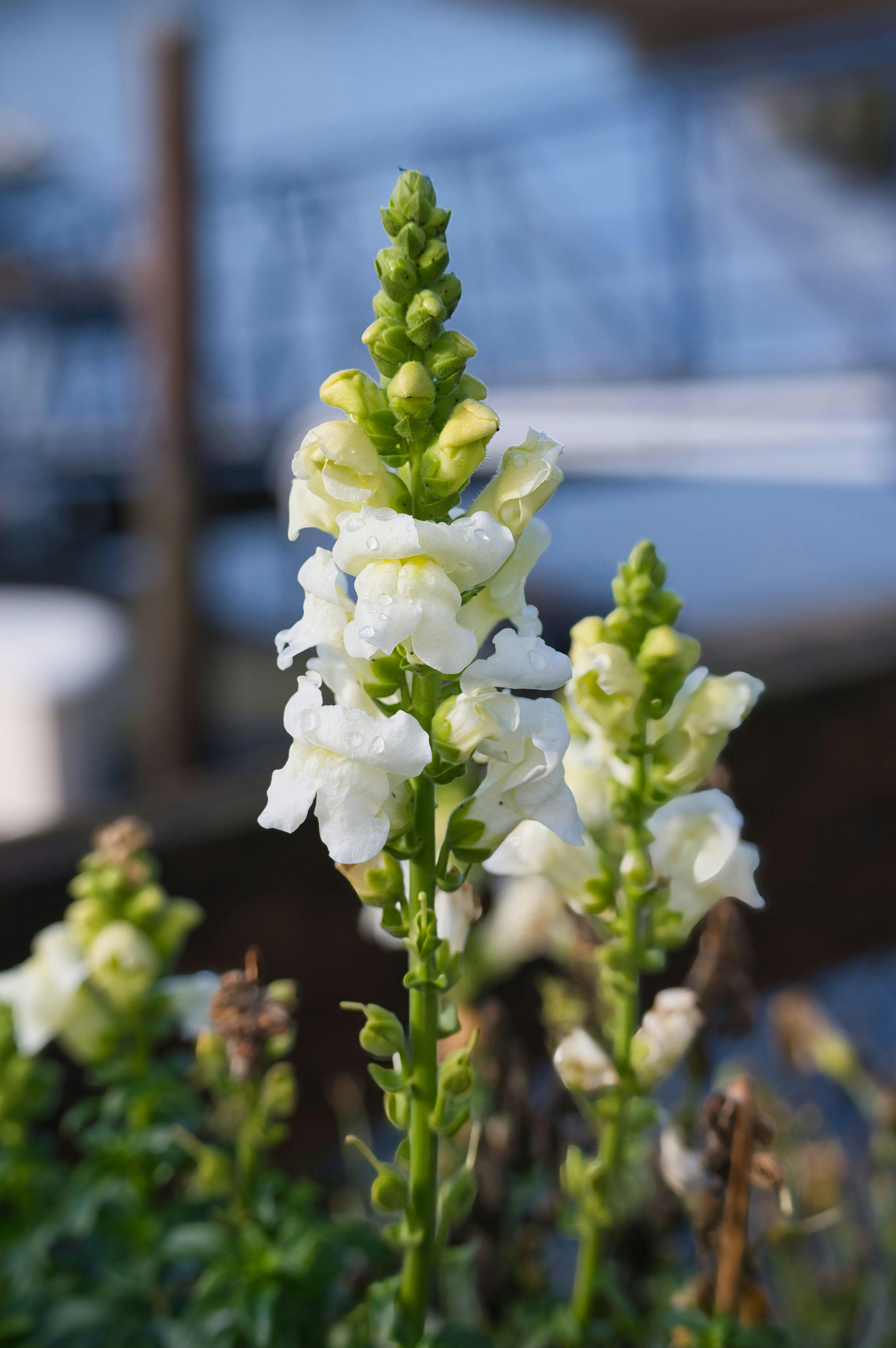[ColoSach]-beautiful-white-snapdragons-with-dew-in-an-olympia-garden-setting,-perfect-for-nature-lovers.