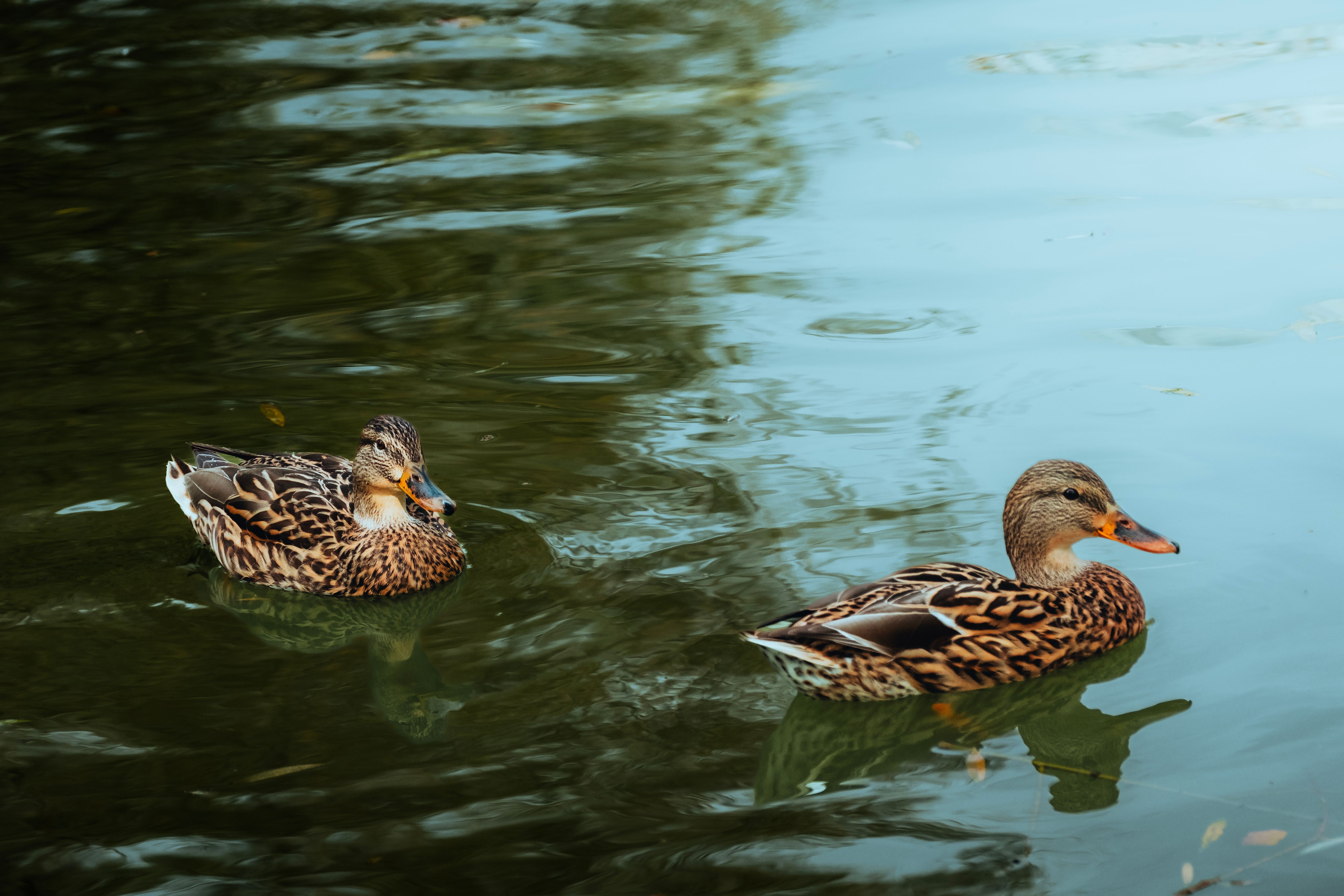 Two Mallard Ducks Swimming in a Serene Pond · Free Stock Photo