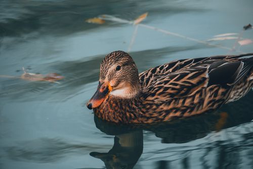 Free A detailed view of a Mallard duck swimming gracefully in a tranquil pond. Stock Photo