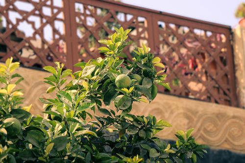Free Vibrant citrus tree with fruits against traditional Syrian architecture in Damascus. Stock Photo