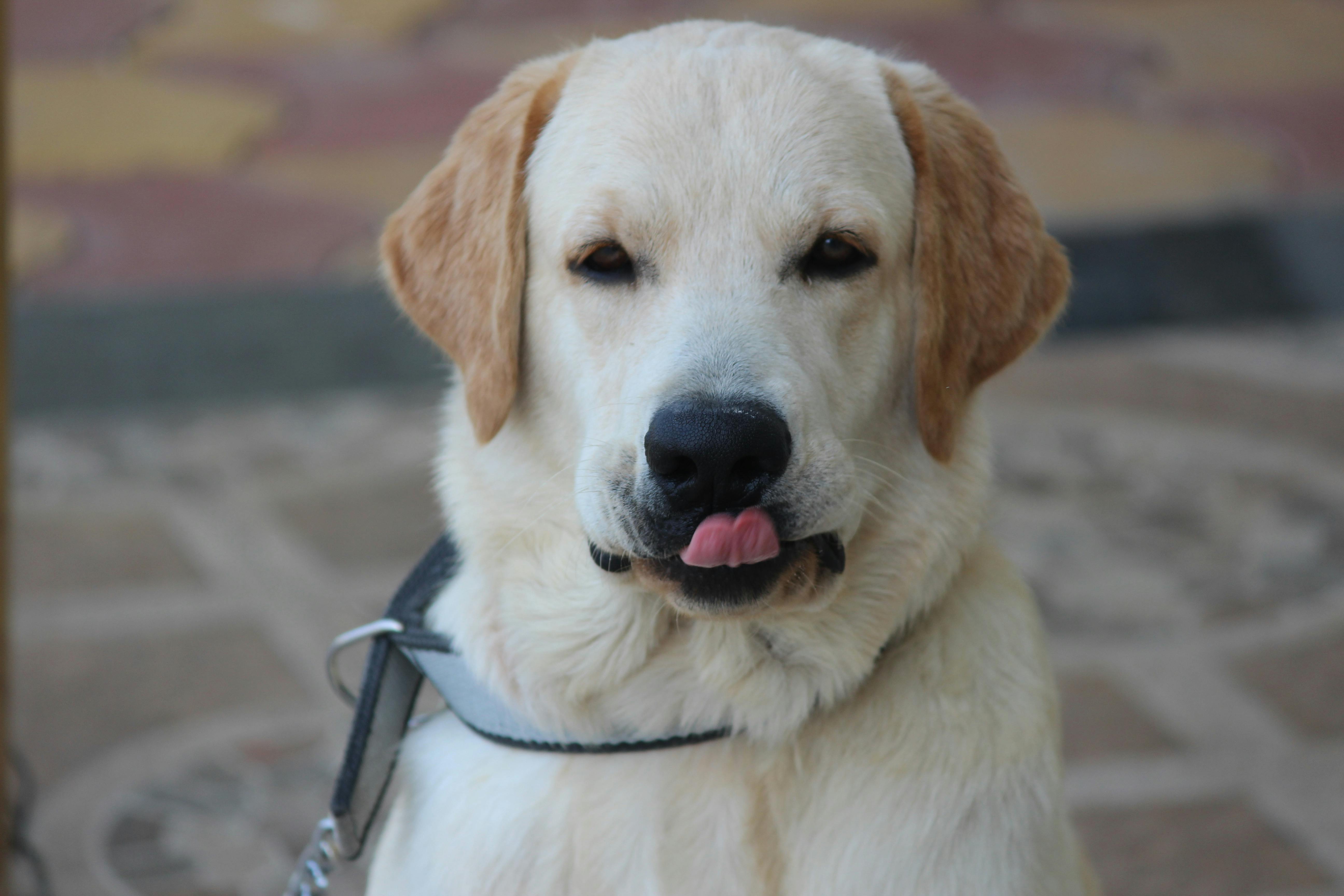 Adorable Labrador Retriever with tongue out, sitting on a leash.
