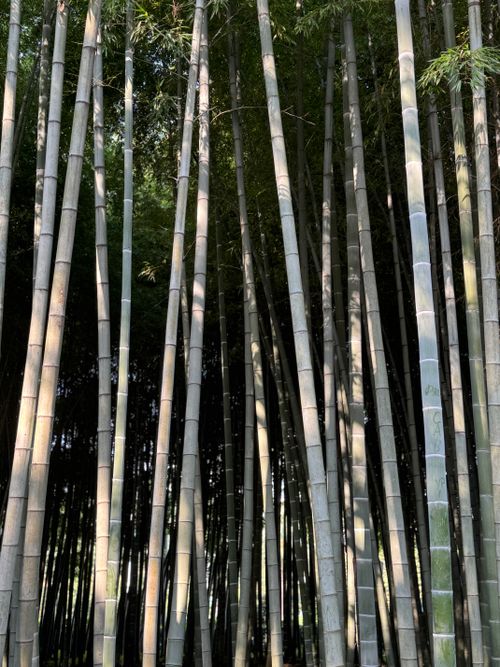 Free Tall bamboo stalks with sunlight casting shadows in a tranquil forest setting. Stock Photo