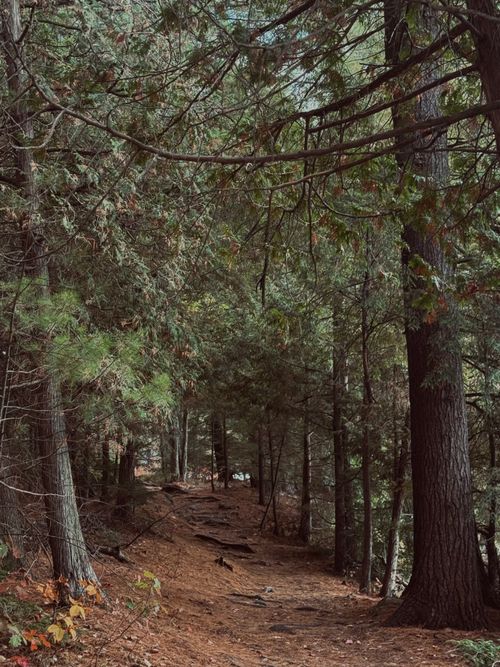 Free A serene forest path surrounded by lush greenery in early autumn. Stock Photo
