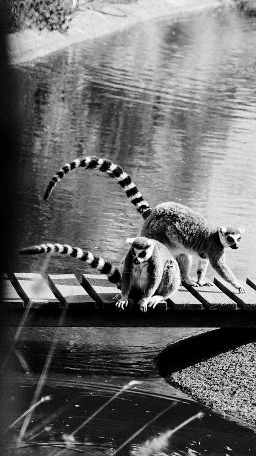 Free Two ring-tailed lemurs on a boardwalk by the water in monochrome. Stock Photo