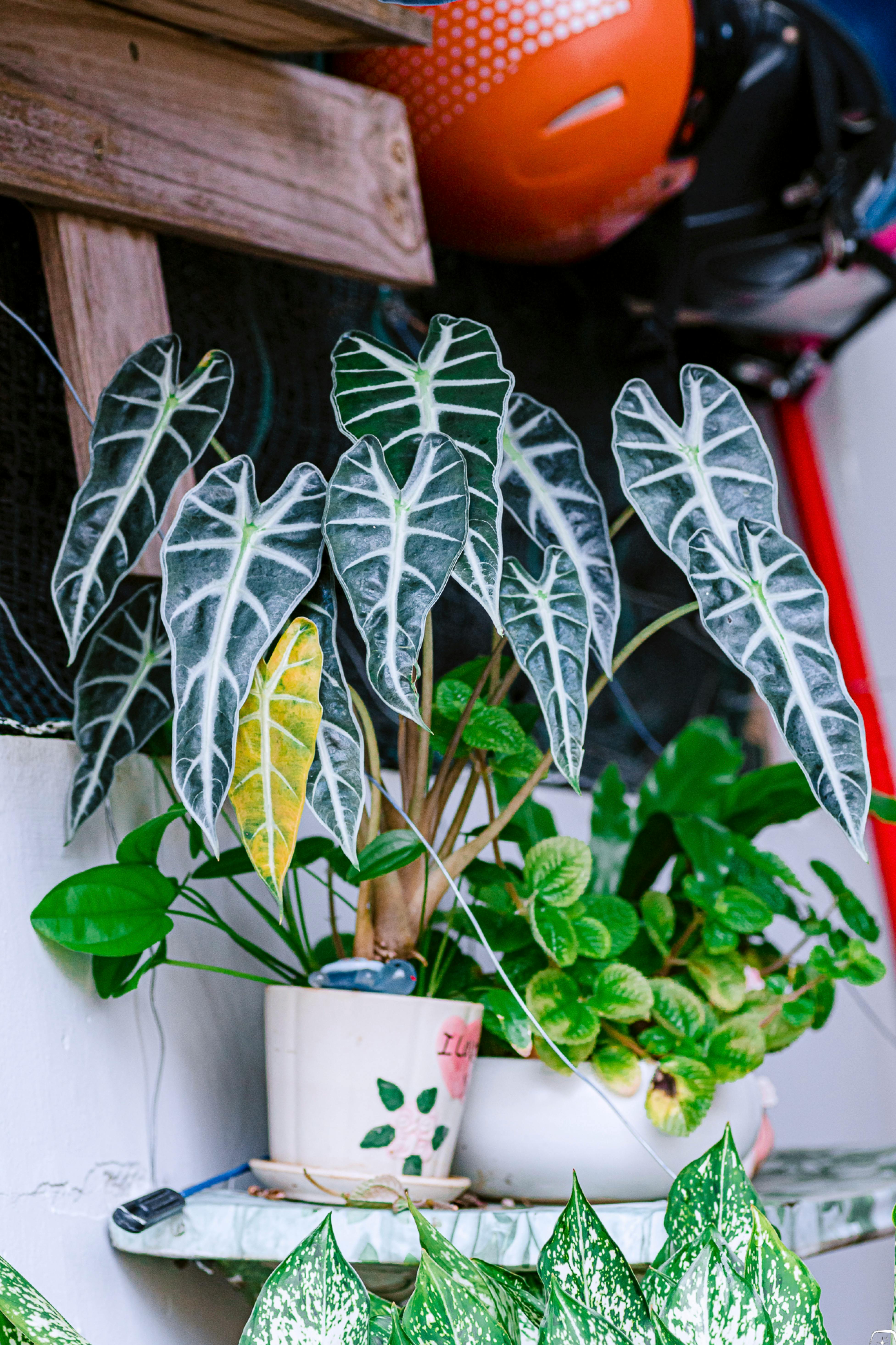 Colorful Alocasia plants in pots on an indoor shelf with vibrant leaves and details.
