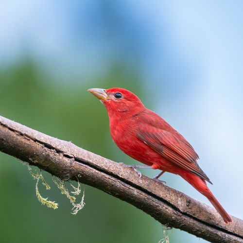 Free Close-up of scarlet tanager perched on a branch in Costa Rica's lush greenery. Stock Photo