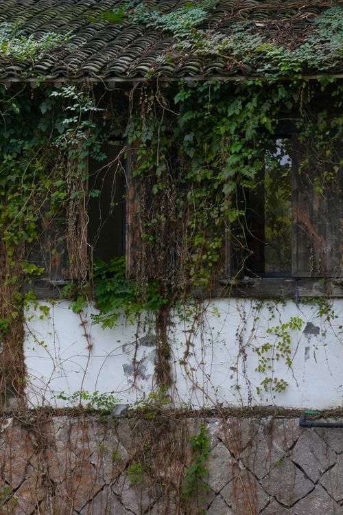 Free An old building facade covered with dense ivy vines showcasing nature's takeover. Stock Photo