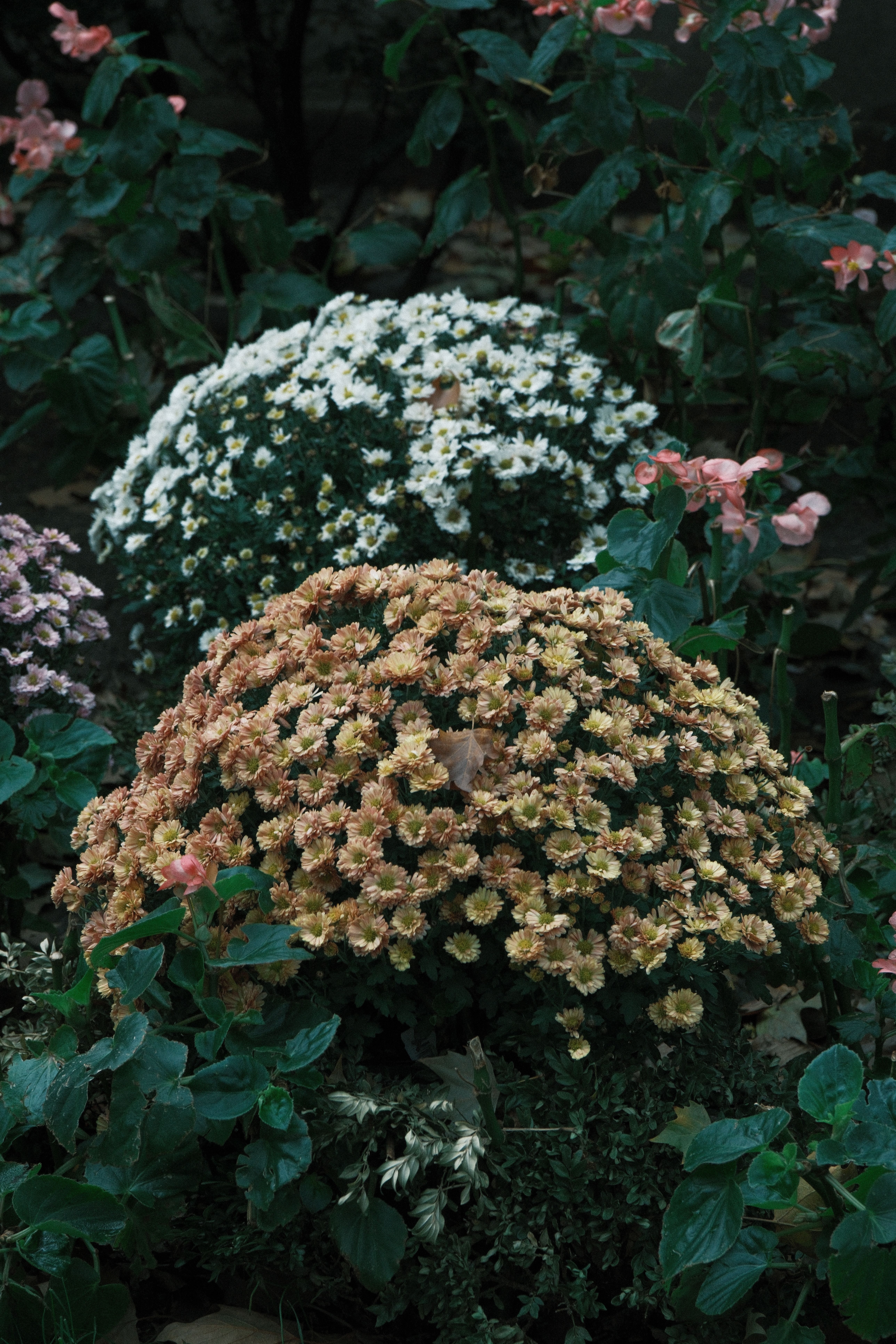 [ColoSach]-vibrant-chrysanthemums-in-a-lush-garden-setting-in-new-york-city.