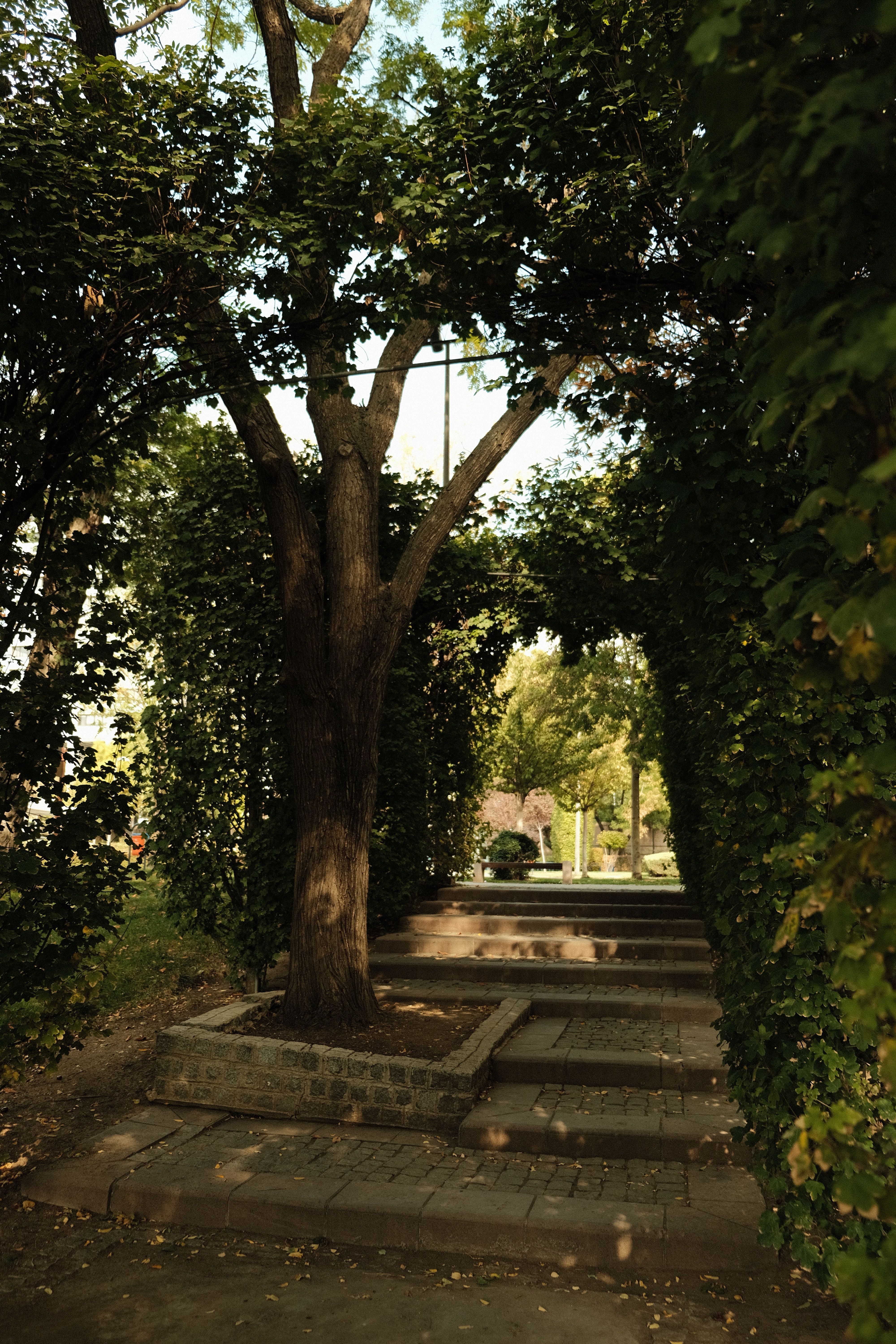 Sunlit Tree Archway in Serene Pathway · Free Stock Photo