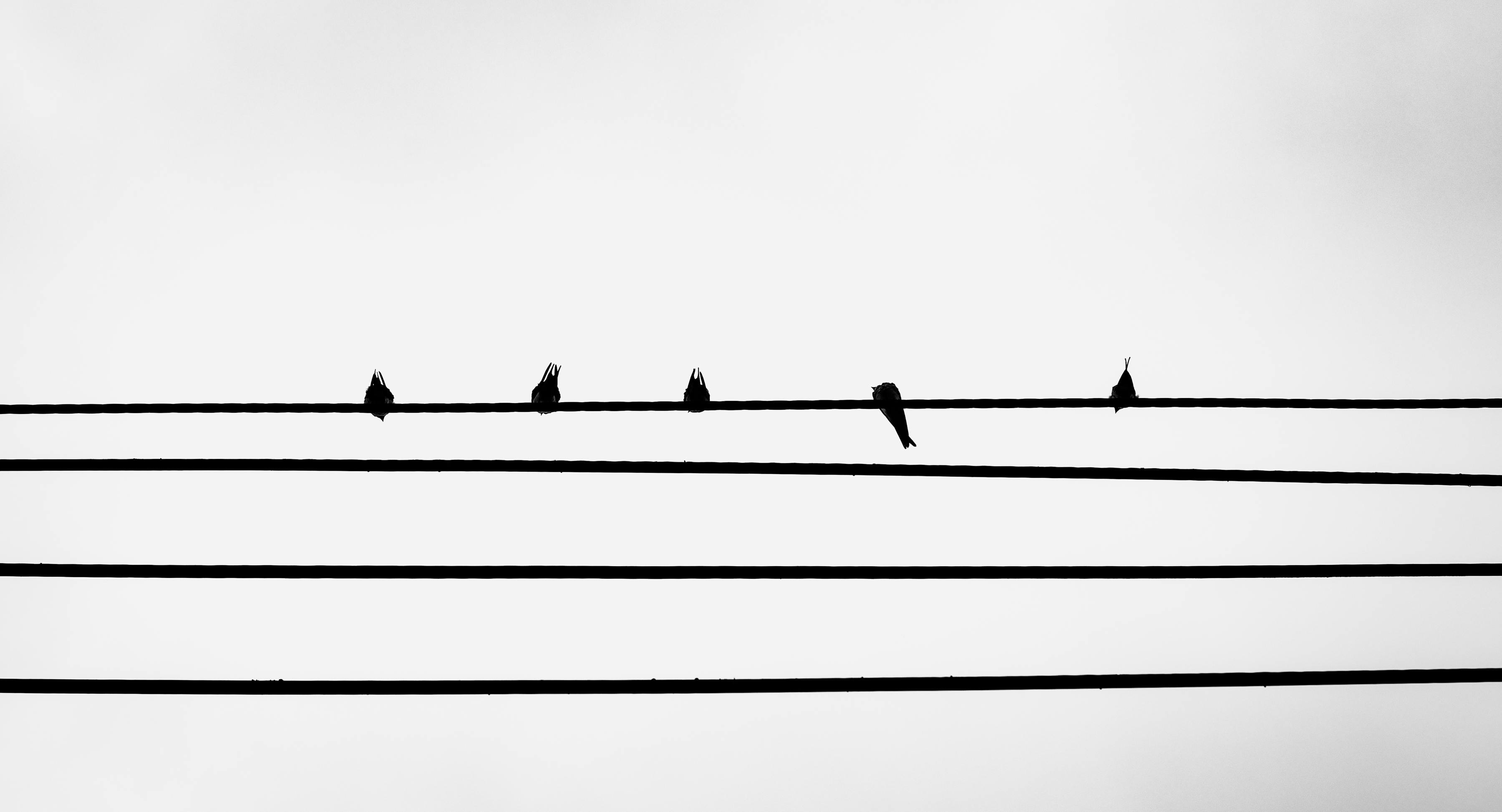 Free Silhouette of birds perched on power lines against a clear sky in a minimalist black and white composition. Stock Photo