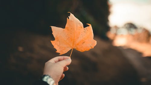 Free Close-Up Photo of Person Holding Brown Leaf Stock Photo