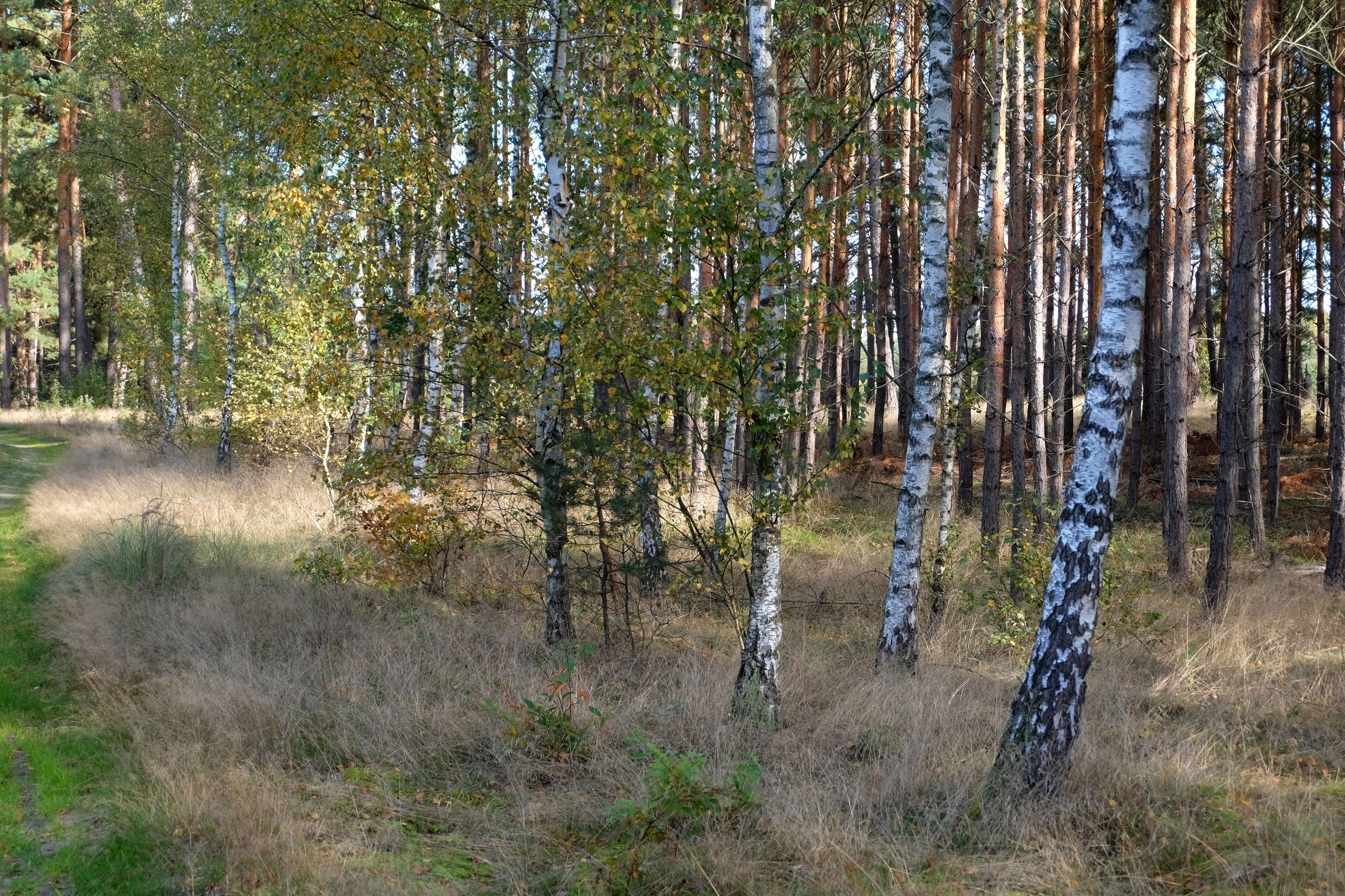 Tranquil birch forest scene capturing autumn's beauty in Poland. Perfect for nature-themed projects.