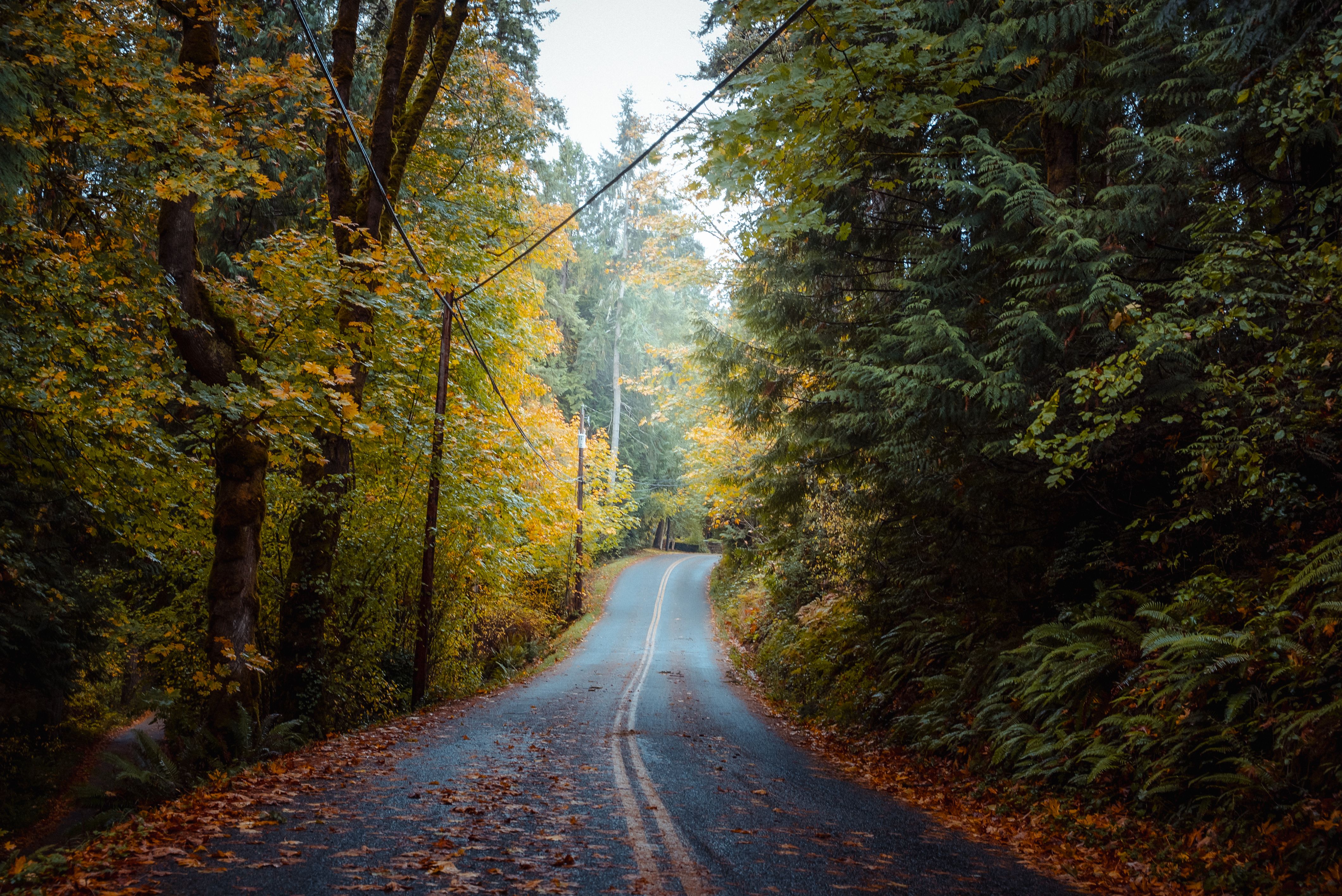 Scenic Autumn Road in Lush Seattle Forest · Free Stock Photo