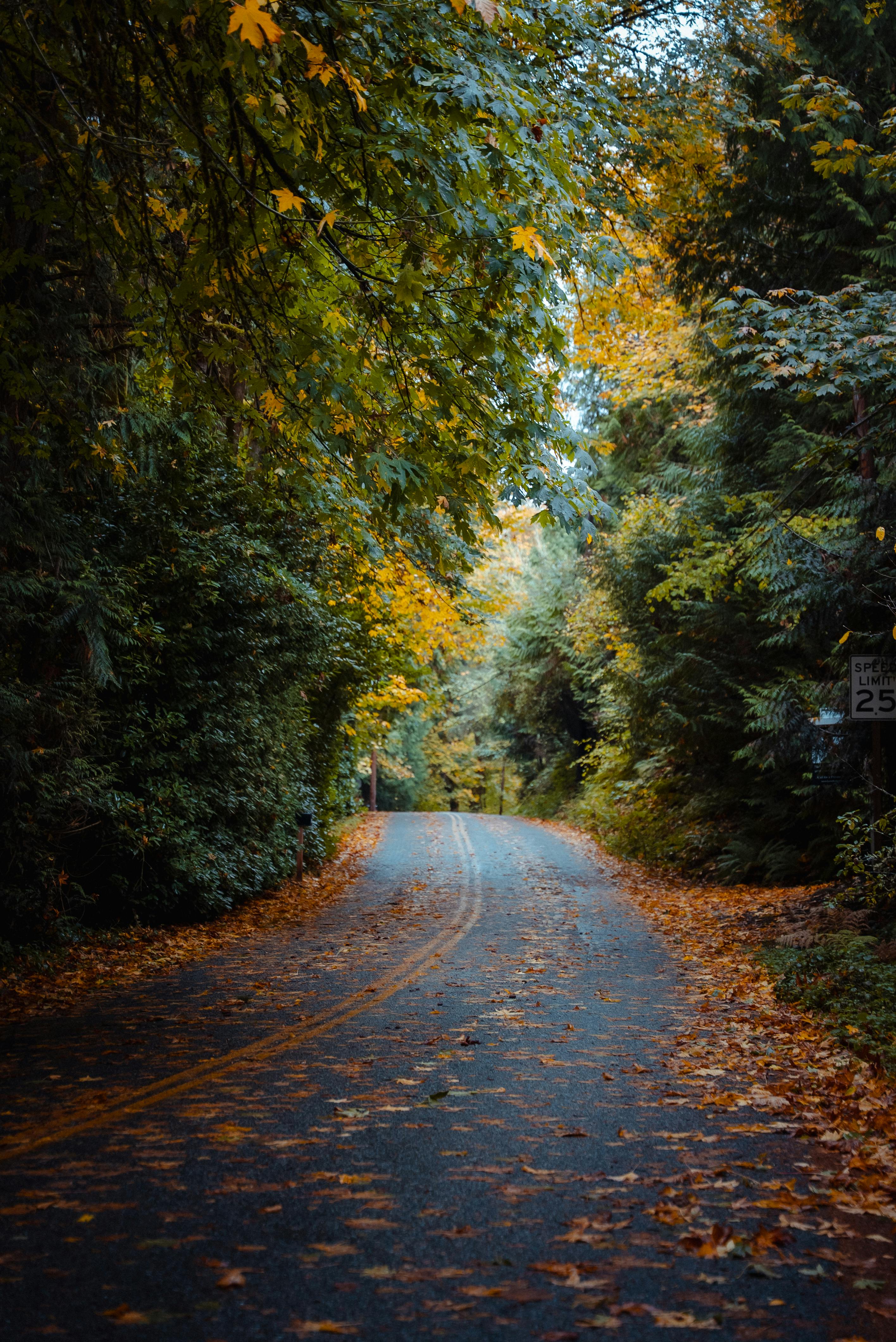 Peaceful tree-lined road in Seattle showing vibrant autumn foliage under a canopy of colorful leaves.